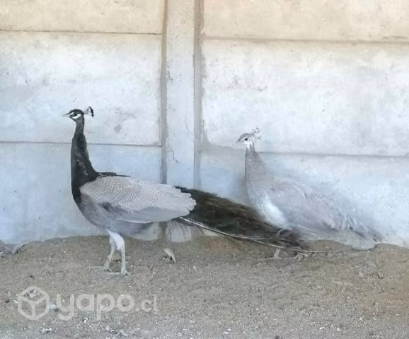 Pavos Reales diferentes mutaciones
