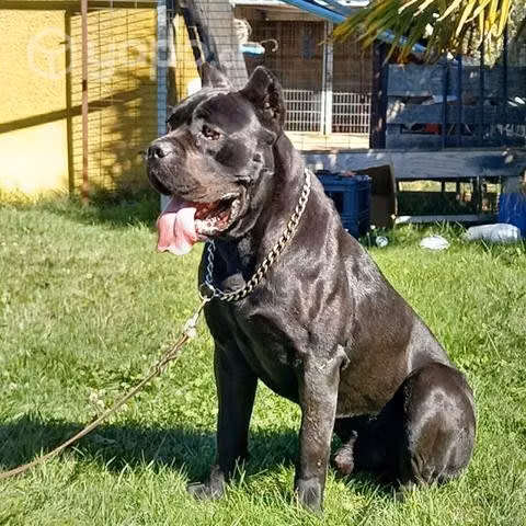 Cane corso inscrito para servicio de monta - Imagen 2
