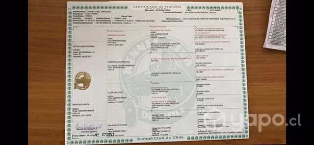 Cane corso inscrito para servicio de monta - Imagen 3
