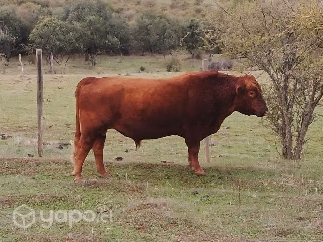 Toro angus
