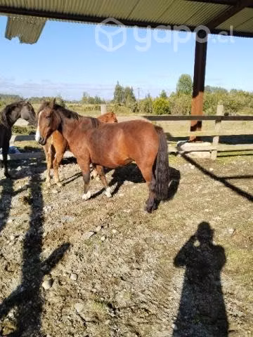 Lleguas preñadas corraleras