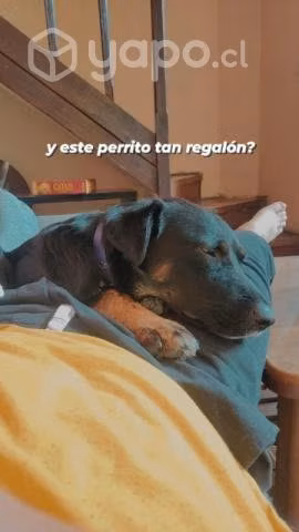 Juguetón busca hogar
