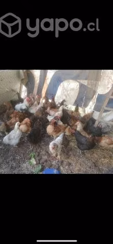 Gallinas de casa - Imagen 2