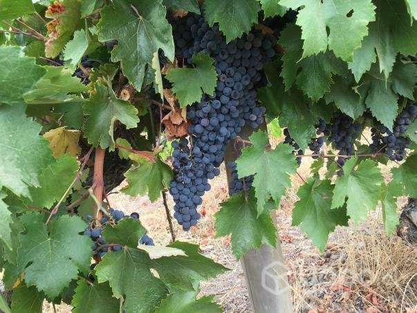 Parcelas de agrado en San Javier - Imagen 5