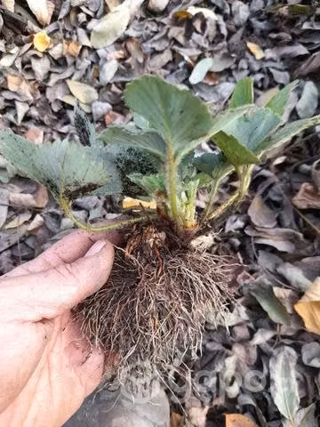 Plantas de frutilla a raíz desnuda