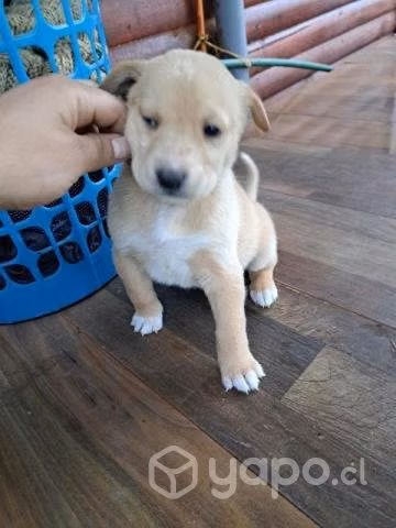 Se regalan cochorritos