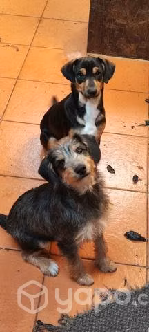 Se regalan perritos - Imagen 2