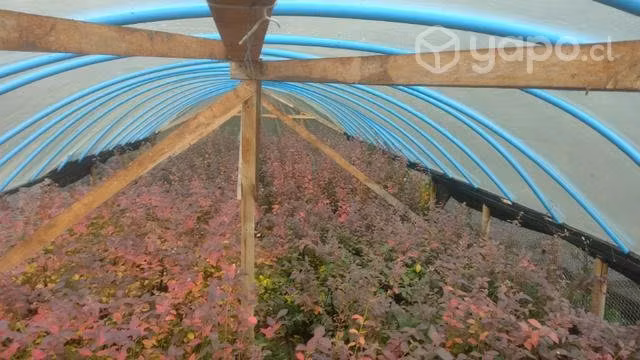 Plantas de Arandanos
