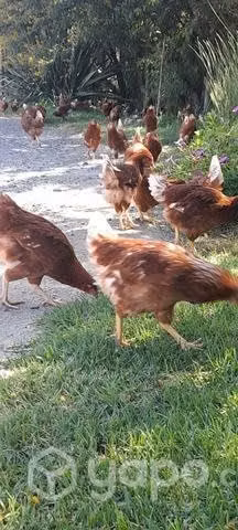 Huevos de gallinas feliz - Imagen 5