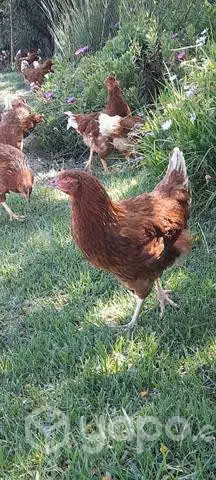 Huevos de gallinas feliz - Imagen 4