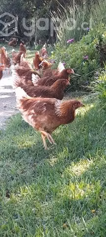Huevos de gallinas feliz - Imagen 6