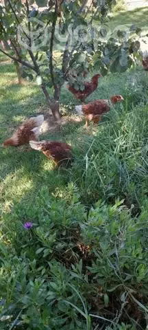 Huevos de gallinas feliz - Imagen 2