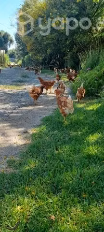 Huevos de gallinas feliz - Imagen 3