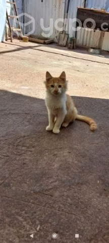 Gatitos en adopción