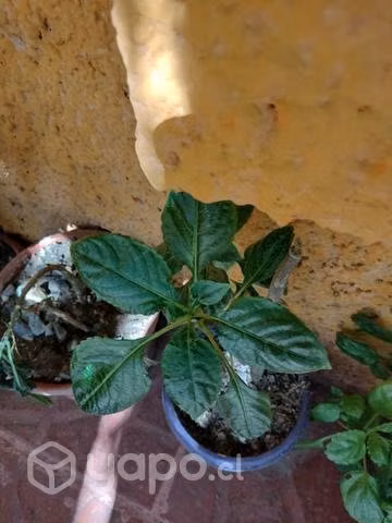 Planta