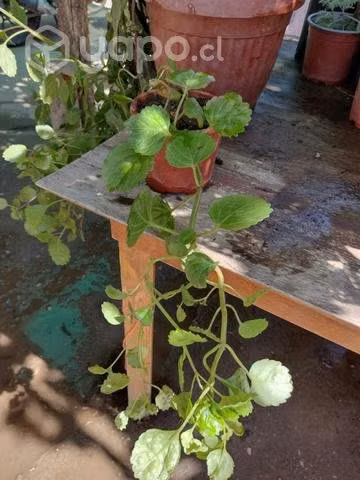 Planta