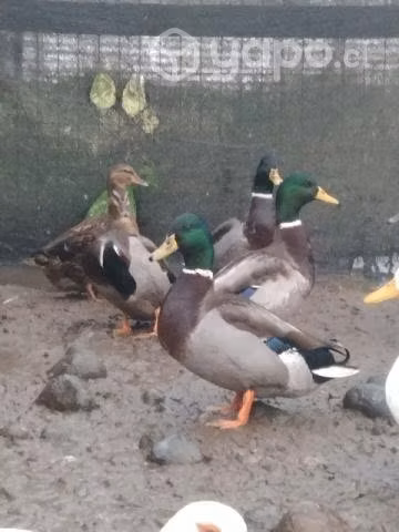 Patos Mallar - Imagen 2