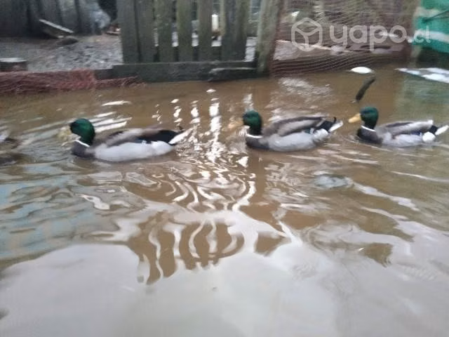 Patos Mallar