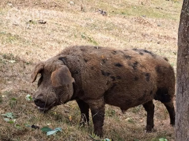 Chancho de 1.5 años