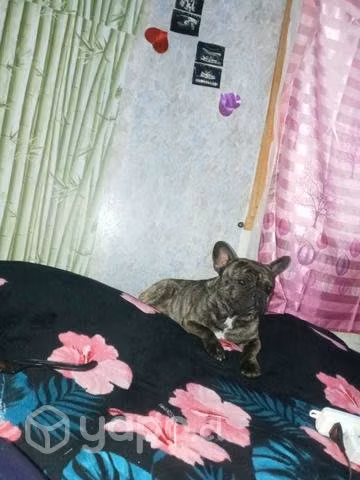 Tengo macho para cruza