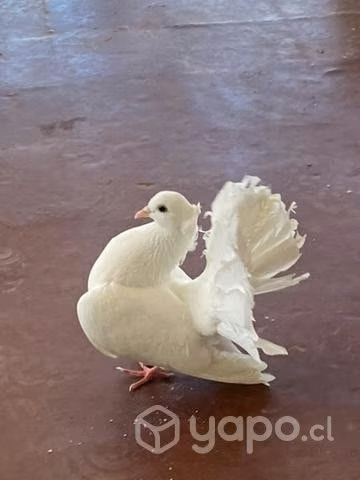 Hermosas palomas colipavas