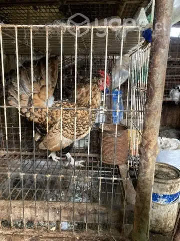 Gallito enano abuchon grandes con sebrit