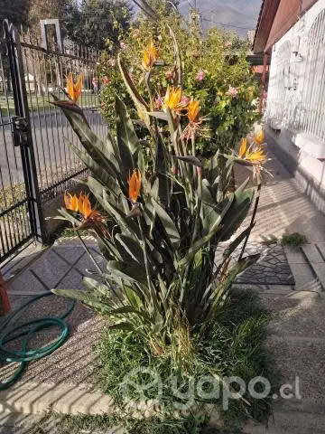 Flor del paraiso