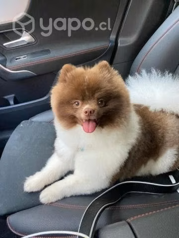 Pomerania busca novia