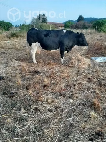 Vaca