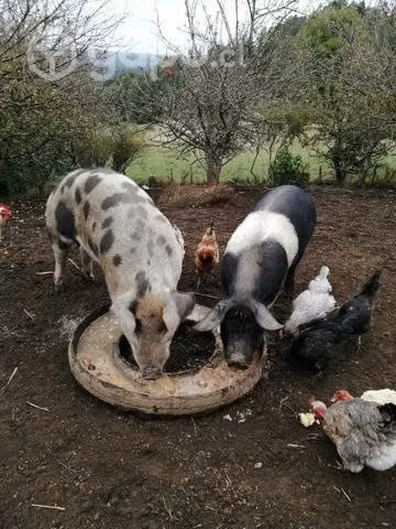 2 Chanchas preñadas