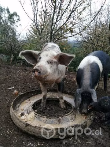2 Chanchas preñadas