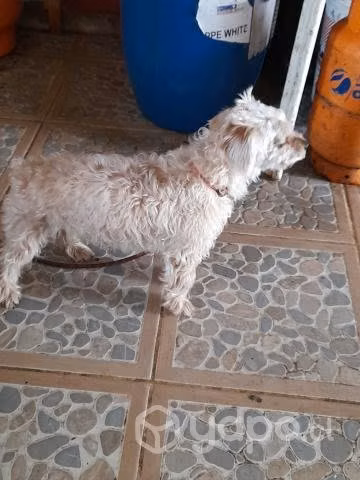 Regalo perrita - Imagen 3