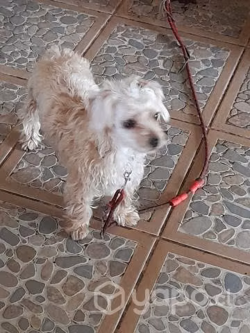 Regalo perrita - Imagen 5