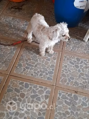 Regalo perrita - Imagen 2