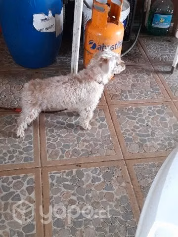 Regalo perrita - Imagen 4