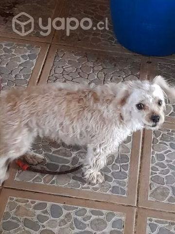 Regalo perrita