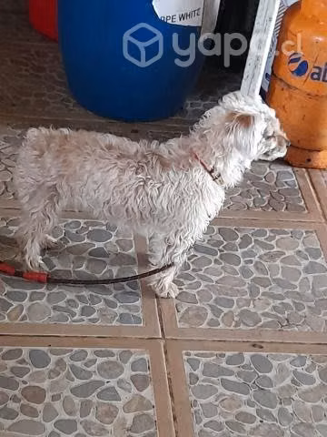 Regalo perrita - Imagen 6