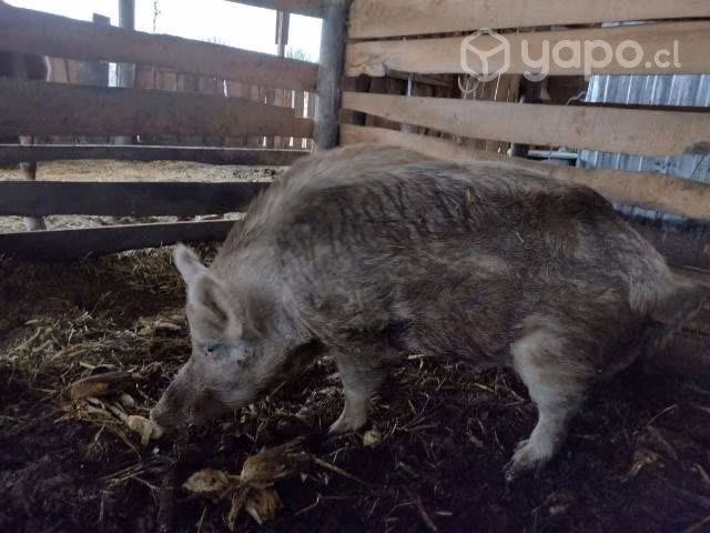 Jabalí como macho reproductor