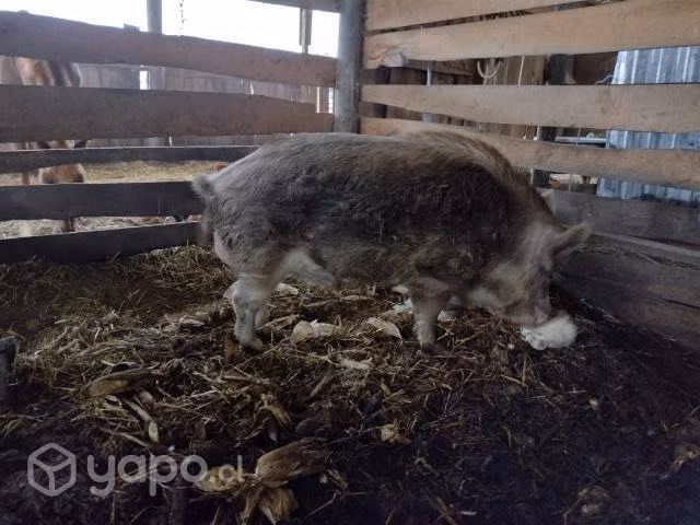 Jabalí como macho reproductor - Imagen 6