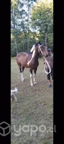 Caballo