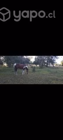 Caballo - Imagen 2