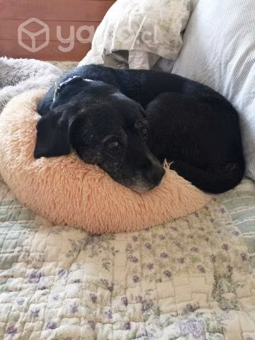 Perro senior mestizo de labrador en adopción