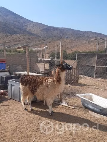 Llama preñada