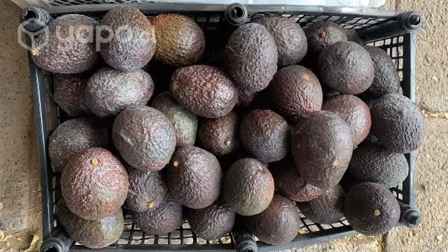 Palta hass