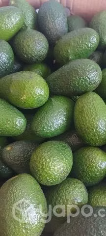 Palta hass chilena por mayor y detalle