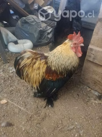 Gallo conchina