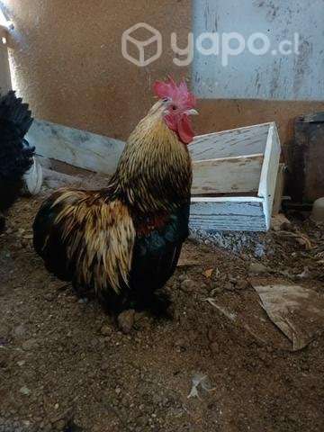 Gallo conchina - Imagen 2