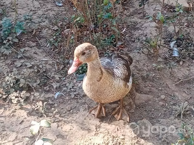 Aves de corral patas - Imagen 5