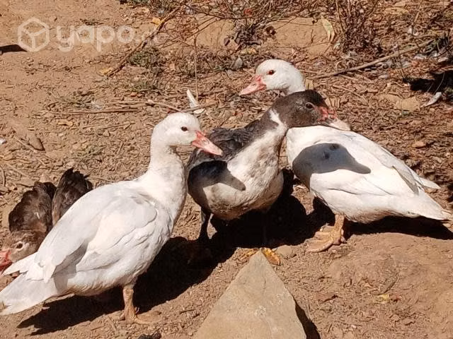 Aves de corral patas - Imagen 2