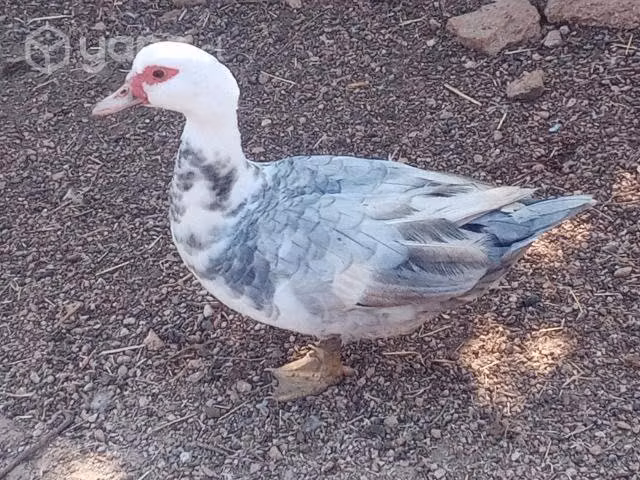Aves de corral patas - Imagen 6